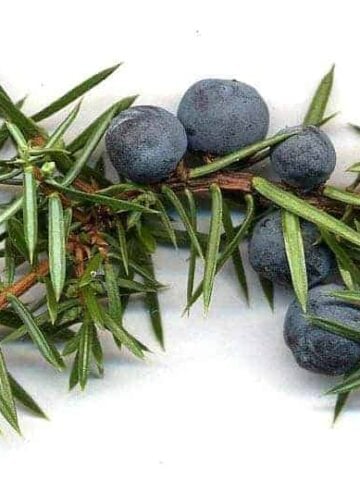 Juniper berries for use in all types of gin