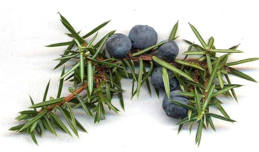 Juniper berries for use in all types of gin