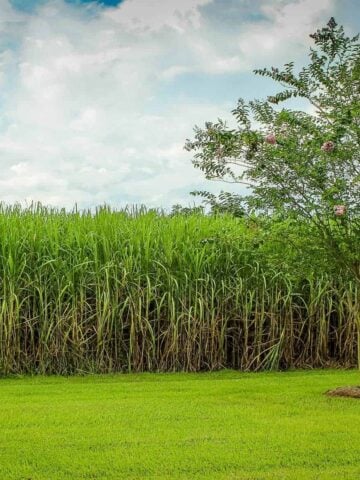 field of sugarcane - history of rum