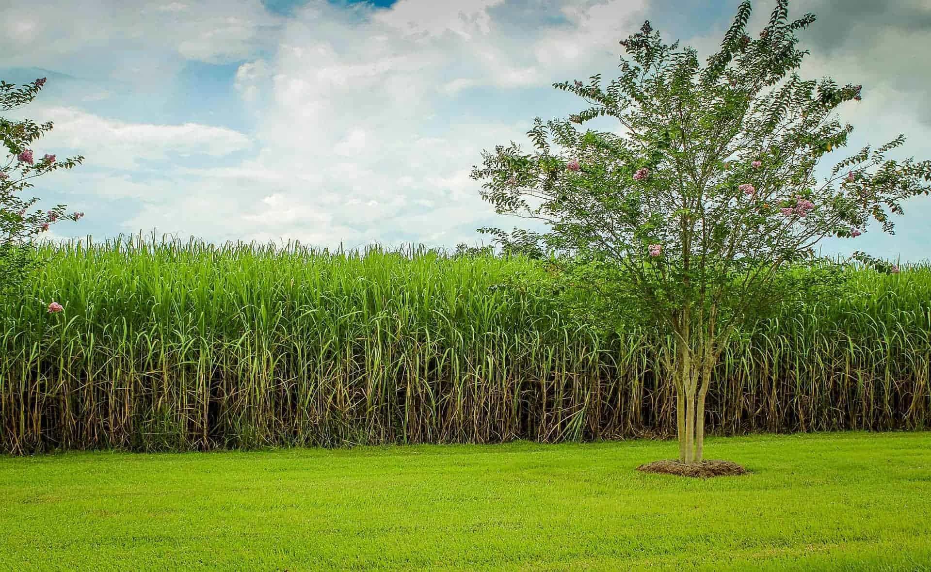 field of sugarcane - history of rum